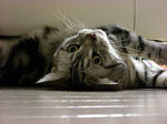 20070802peco.jpg