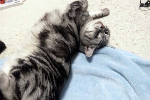 のびのびペコ