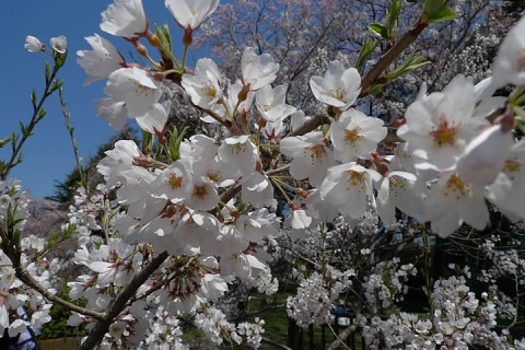 桜満開