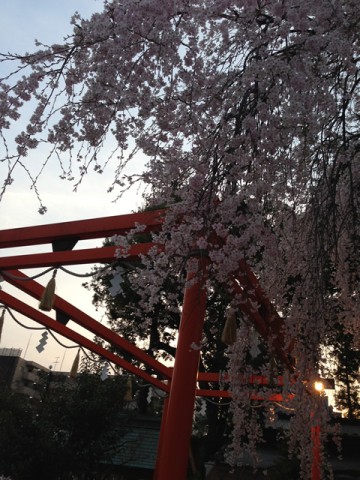 鳥居に枝垂れ桜