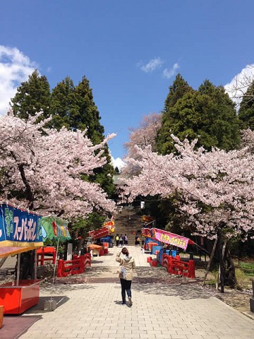 2013/4/19東照宮の桜1