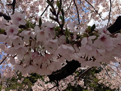 2013/4/19東照宮の桜3