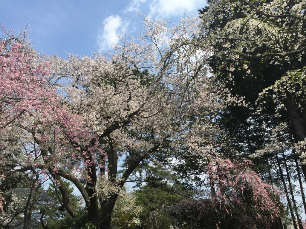 榴岡公園の桜2015